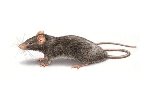 Be Worry-Free of Rats with Pest Control Perth