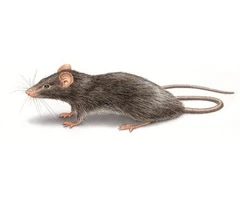 Be Worry-Free of Rats with Pest Control Perth