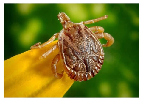 Pest Control Dee Why - 1/5