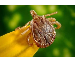 Pest Control Dee Why