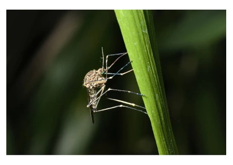 Pest Control Dee Why - 2/5