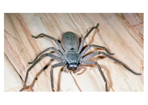 Pest Control Dee Why - 3/5