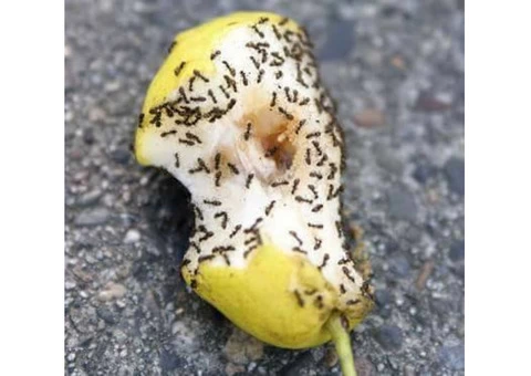 Pest Control Dee Why - 4/5