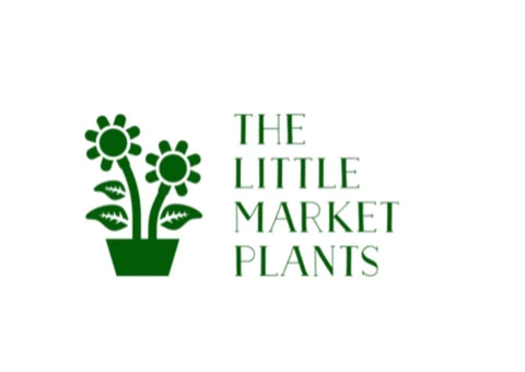 online indoor plants delivery in Melbourne
