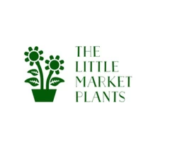 online indoor plants delivery in Melbourne