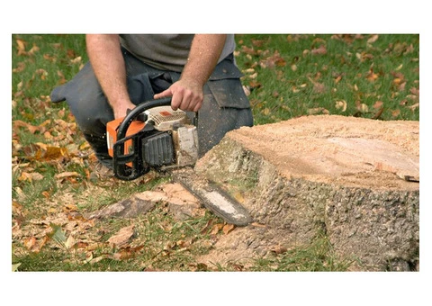 Quality Tree Stump and Root Removal Specialists in Brighton - Stump Removal Malvern