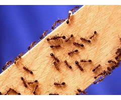Pest Control Homebush