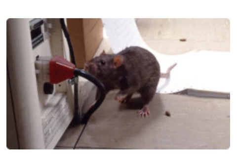 Pest Control Homebush - 2/4