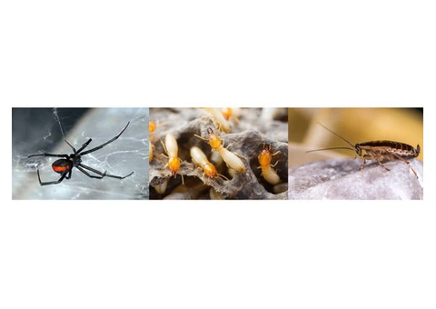 Pest Control Homebush - 4/4