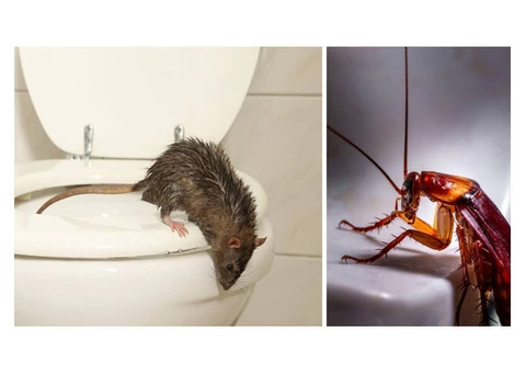 Pest Control Penrith - 1/4