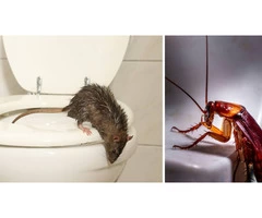Pest Control Penrith