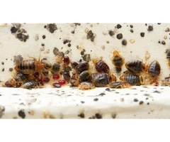 Pest Control Hornsby