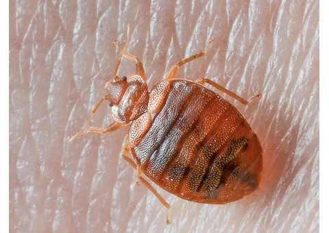 Pest Control Hornsby - 2/3