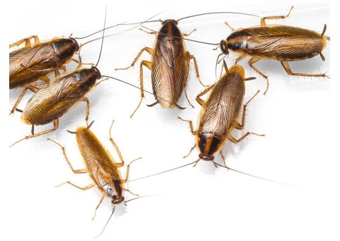 Pest Control Hornsby - 3/3