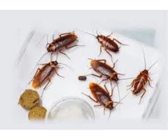 Pest Control Frankston