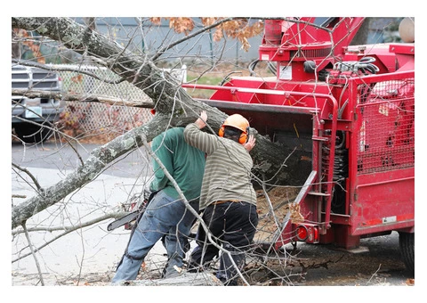 Hire Tree Removal and Pruning Across Perth - 2/2