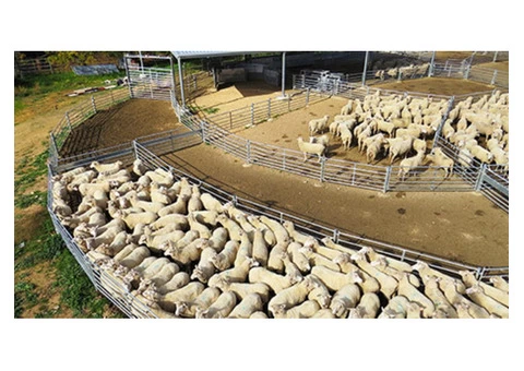 Custom Built Sheep Yards from ProWay