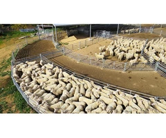 Custom Built Sheep Yards from ProWay
