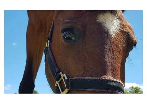 Equine Therapy In Sunshine Coast