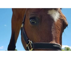 Equine Therapy In Sunshine Coast