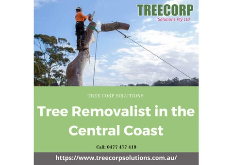 Hire Experienced Tree Removalists in the Central Coast