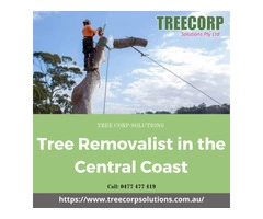 Hire Experienced Tree Removalists in the Central Coast