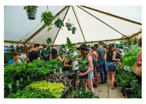 The Jungle Collective