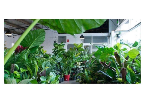 The Jungle Collective - 2/2