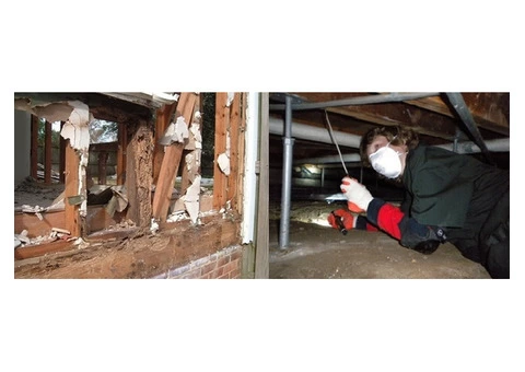 Termite Control Blue Mountains - 2/2