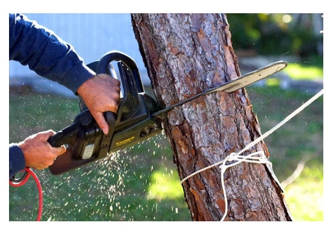 Reliable Tree Stump and Root Removal in Chadstone - Stump Removal Malvern