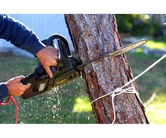 Reliable Tree Stump and Root Removal in Chadstone - Stump Removal Malvern