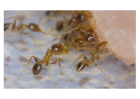 100% Guaranteed Ant Control in Melbourne