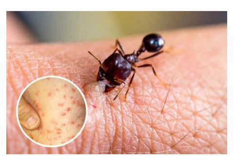 Looking for a pest control services which specialises in ants for your homes in Melbourne?