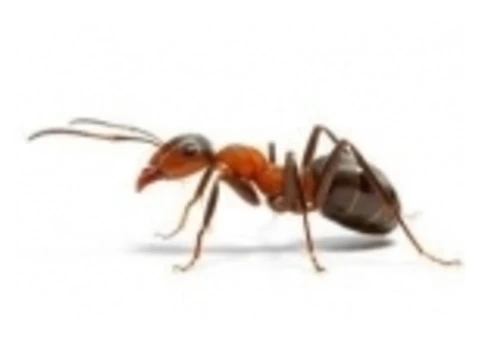 Do You Want To Get Ant Pest Control Services?