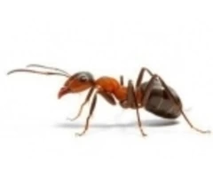 Do You Want To Get Ant Pest Control Services?