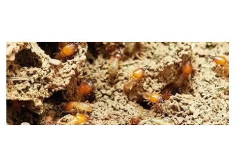Pest Control Nollamara - 1/3
