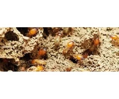 Pest Control Nollamara