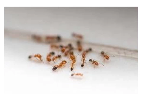Pest Control Nollamara - 2/3