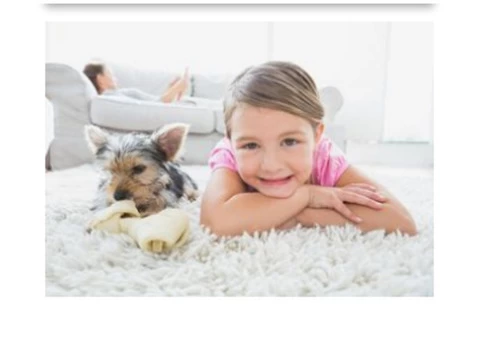 Hot Water Extraction Carpet Cleaning || 1300136365