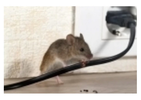 Would You Like To Keep Your Property Away From Rats?