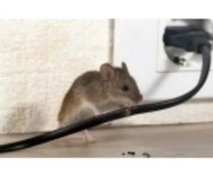 Would You Like To Keep Your Property Away From Rats?