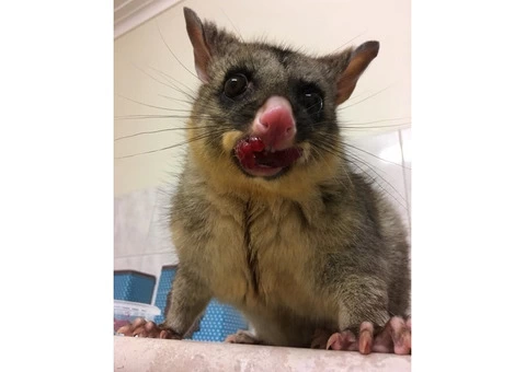 Pest Control Dickson - 2/4