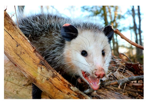 Pest Control Dickson - 4/4