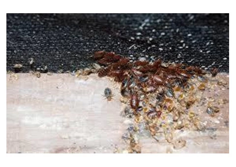 Pest Control Campbell - 2/3