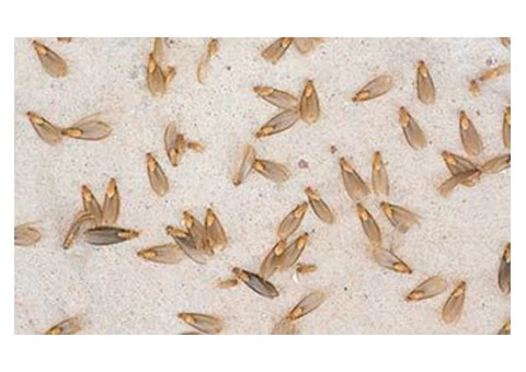 Pest Control Campbell - 3/3