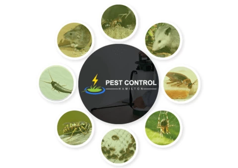 Pest Control Hamilton - 1/4