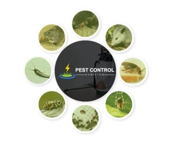 Pest Control Hamilton