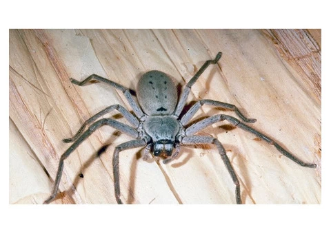 Pest Control Hamilton - 2/4