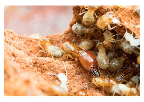 Pest Control Kardinya - 1/4