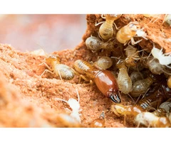 Pest Control Kardinya